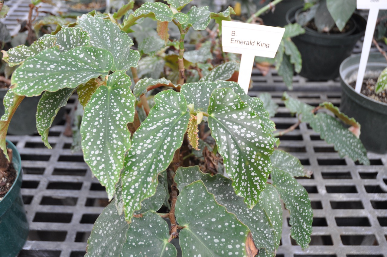 B. ‘Emerald King’